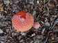 Légyölő galóca (Amanita muscaria), Őrség
